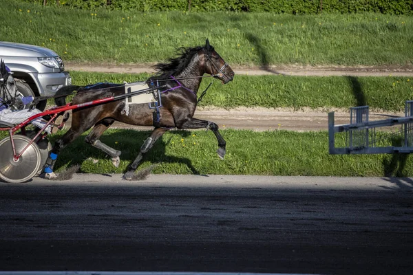 晴れた日のヒッポドロームでのアラビア馬の焼香レース — ストック写真