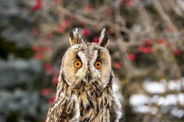 Büyük kahverengi gözlü, uzun kulaklı baykuş kardan bir arka plana bakar. 