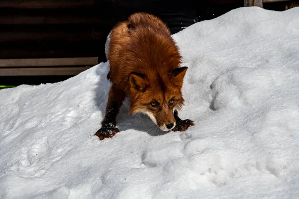 red fox in the snow looking for food