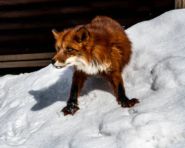 red fox in the snow looking for food