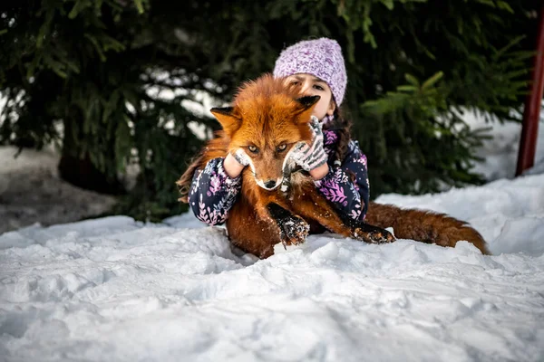 Mor Takım Elbiseli Güzel Bir Kız Karda Kızıl Tilkiyle Oynuyor — Stok fotoğraf