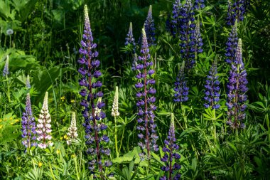 Mavi gökyüzüne karşı kilisesi ve kilisesi olan eski bir taş bina.