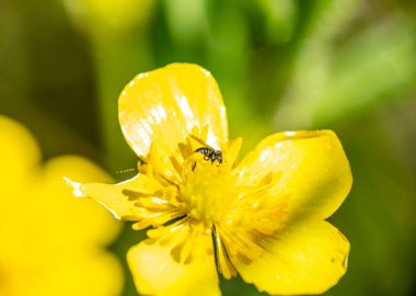 Parlak güneşli bir günde çimenli, çiçekli ve böcekli orman çayırı 