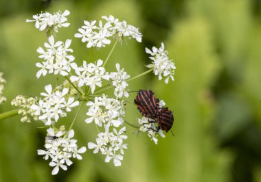 Yeşil arka planda beyaz çiçeklerdeki siyah ve kırmızı böcekler 