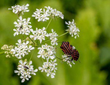 Yeşil arka planda beyaz çiçeklerdeki siyah ve kırmızı böcekler 