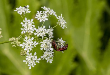 Yeşil arka planda beyaz çiçeklerdeki siyah ve kırmızı böcekler 
