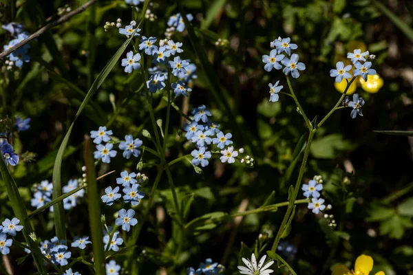 Skog Äng Med Gräs Och Blommor Och Insekter Ljus Solig — Stockfoto