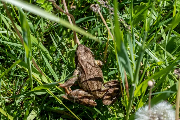 草原の背の高い緑の草の中の茶色のカエル — ストック写真