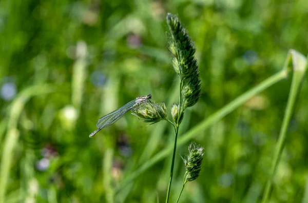 Prairie Forestière Avec Herbe Fleurs Insectes Par Une Journée Ensoleillée — Photo