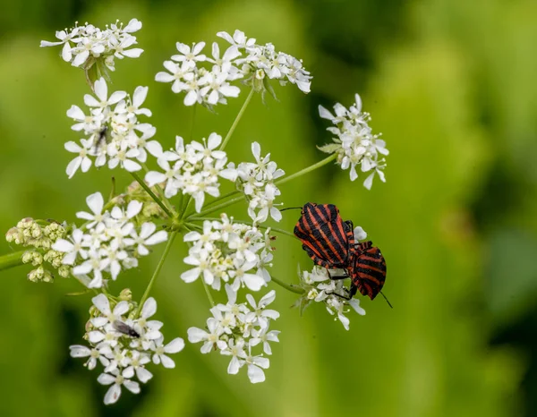 Yeşil arka planda beyaz çiçeklerdeki siyah ve kırmızı böcekler 