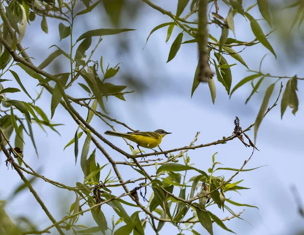 Grau Gelbes Dubrovnik Mit Seinem Weibchen Auf Einem Baum Vor — Stockfoto