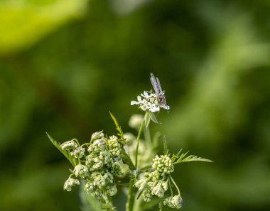Beyaz kelebek beyaz bir çiçekte oturur ve yeşil bir zeminde nektar yer. 