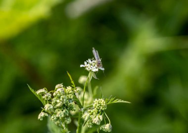 Beyaz kelebek beyaz bir çiçekte oturur ve yeşil bir zeminde nektar yer. 