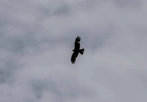 bird of prey on the hunt soars above the forest against a gray sky