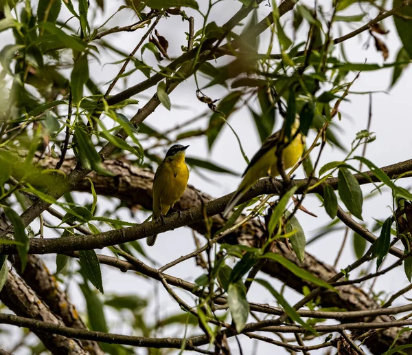 Grau Gelbes Dubrovnik Mit Seinem Weibchen Auf Einem Baum Vor — Stockfoto