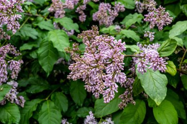 Parlak güneşli bir günde çimenli, çiçekli ve böcekli orman çayırı 