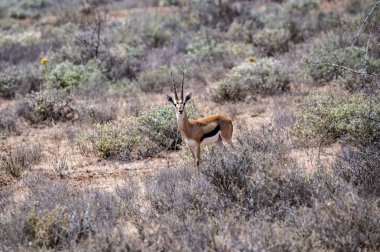 Antiloplar ulusal parktaki yeşil çayırlarda sessizce otlar.