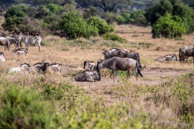 Antiloplar ulusal parktaki yeşil çayırlarda sessizce otlar.