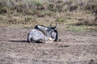 Antiloplar ulusal parktaki yeşil çayırlarda sessizce otlar.