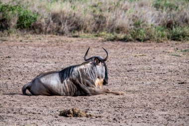 Antiloplar ulusal parktaki yeşil çayırlarda sessizce otlar.