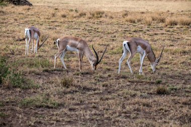 Antiloplar ulusal parktaki yeşil çayırlarda sessizce otlar.