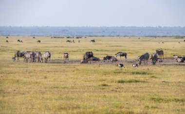 Oyuncu zebralar taze ot yer ve birbirleriyle oynarlar. 