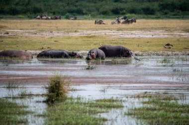 Bir su aygırı ailesi yerde ot yemek için sudan çıkar. 