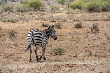 Neşeli ve şakacı zebralar yeşil çimlerde oynuyor ve taze otlar yiyorlar. 