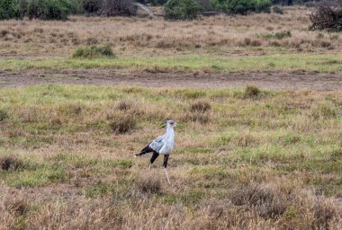 Sekreter kuş ulusal parktaki uzun çimlerde gururla yürüyor. 