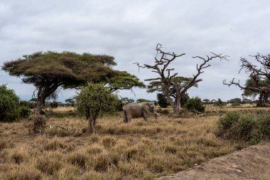 Dost canlısı bir fil ailesi yeşil çayırlarda göç eder. 