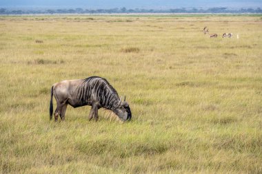 Antiloplar ulusal parktaki yeşil çayırlarda sessizce otlar. 