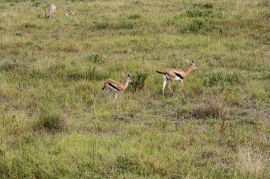 Antiloplar ulusal parktaki yeşil çayırlarda sessizce otlar. 