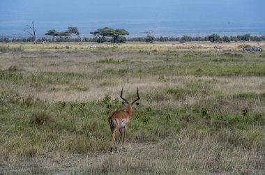 Antilop ulusal parktaki çayırlarda sulu yeşil çimenleri yiyor.