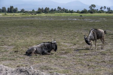 Antilop ulusal parktaki çayırlarda sulu yeşil çimenleri yiyor.