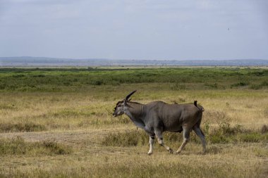 Antilop ulusal parktaki çayırlarda sulu yeşil çimenleri yiyor.