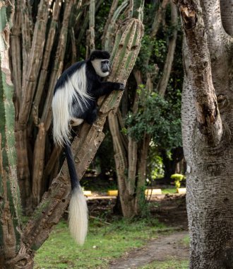 Vahşi maymun Angolan Colobus Vivo 'da bir ağaçta
