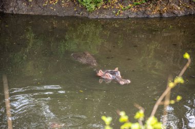 Su aygırı, ulusal parktaki yeşil bir nehirde yıkanır.
