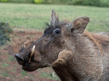 Yaban domuzu, yeşil çimlere yakın.