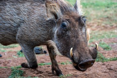 Yaban domuzu, yeşil çimlere yakın.