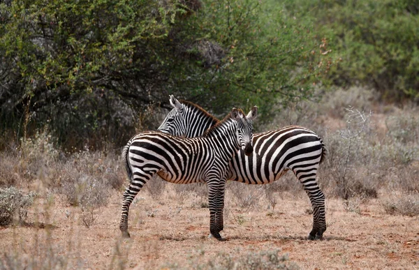 Speelse Zebra Eten Vers Gras Spelen Met Elkaar — Stockfoto