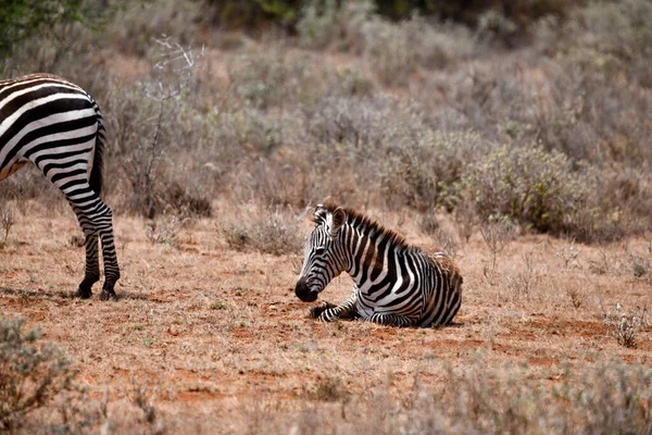 Zebras Brincalhões Comer Grama Fresca Brincar Uns Com Outros — Fotografia de Stock