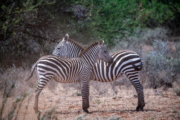 Zebre Giocose Mangiare Erba Fresca Giocare Con Altro — Foto Stock