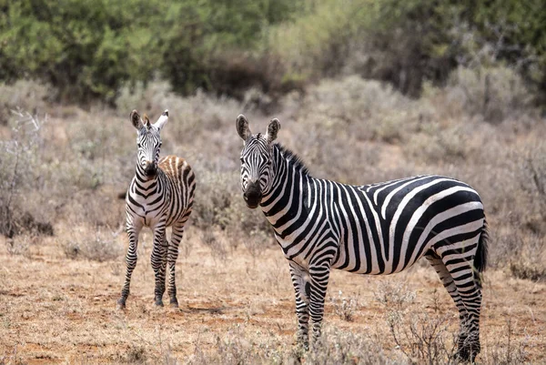 Zebras Brincalhões Comer Grama Fresca Brincar Uns Com Outros — Fotografia de Stock