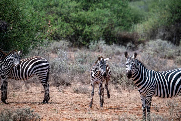 Verspielte Zebras Fressen Frisches Gras Und Spielen Miteinander — Stockfoto