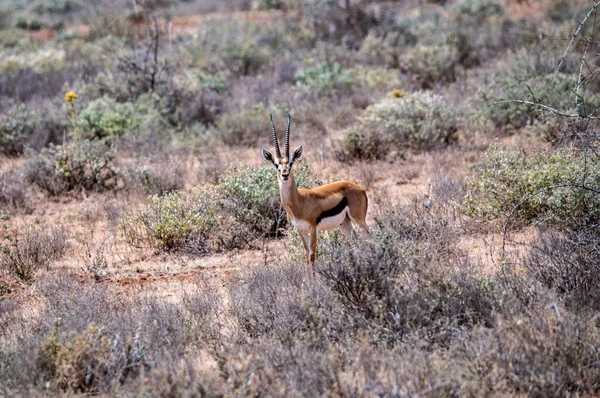 Antelopes Quietly Graze Green Meadows National Park — Stock Photo, Image