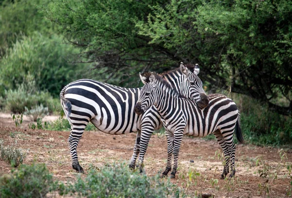 Zebras Brincalhões Comer Grama Fresca Brincar Uns Com Outros — Fotografia de Stock