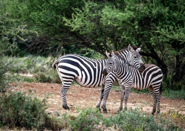 Zebras Brincalhões Comer Grama Fresca Brincar Uns Com Outros — Fotografia de Stock