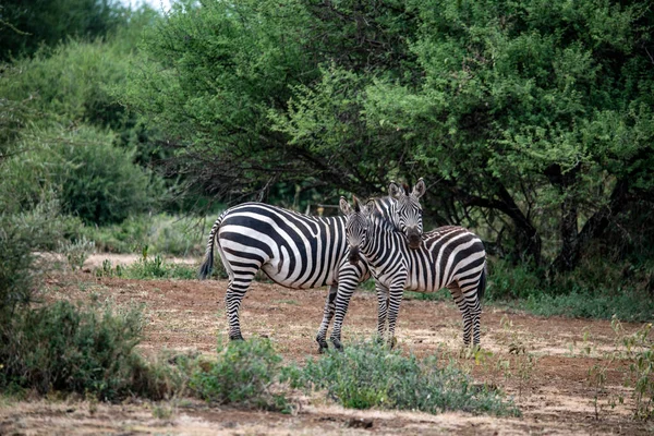 Zebras Brincalhões Comer Grama Fresca Brincar Uns Com Outros — Fotografia de Stock