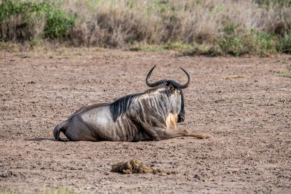 Antilopi Pascolano Tranquillamente Prati Verdi Nel Parco Nazionale — Foto Stock