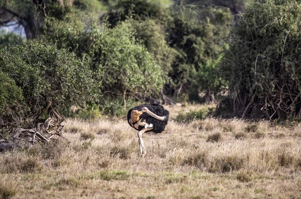 Avestruz Está Buscando Comida Hierba Alta Césped Cerca Del Bosque — Foto de Stock